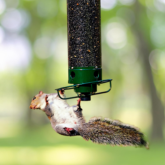 Eichhörnchensicheres Vogelfutterhaus mit Metallbasis