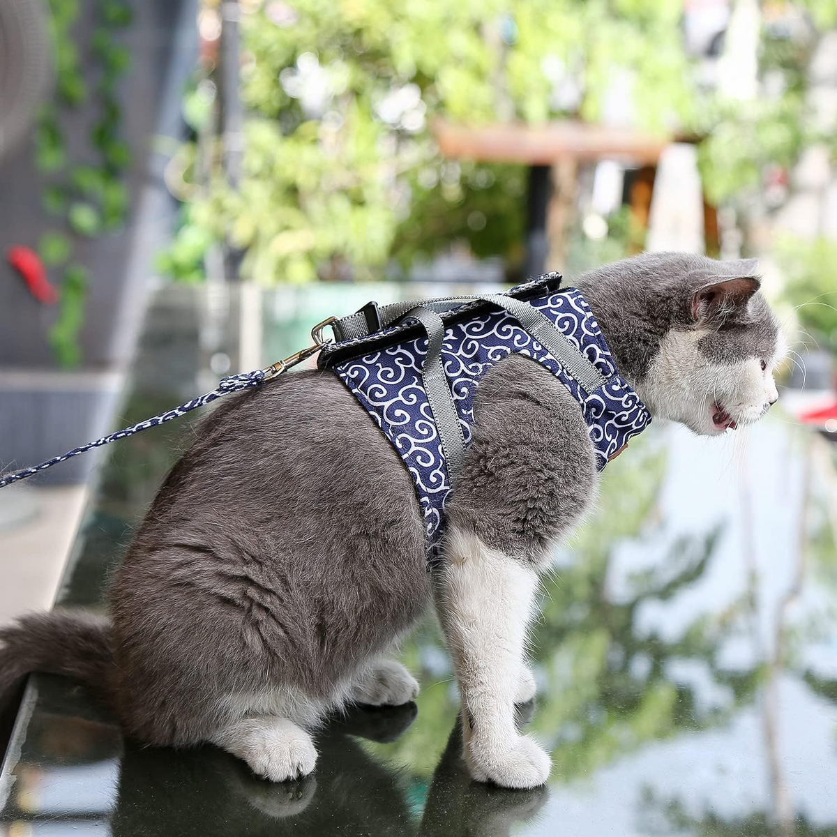 Ausbruchsicheres Katzengeschirr mit Passender Leine