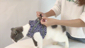 Ausbruchsicheres Katzengeschirr mit Passender Leine