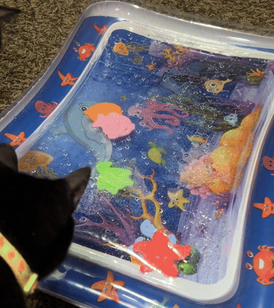 Sensorische Wasserspielmatte mit Fischmotiven für Haustiere