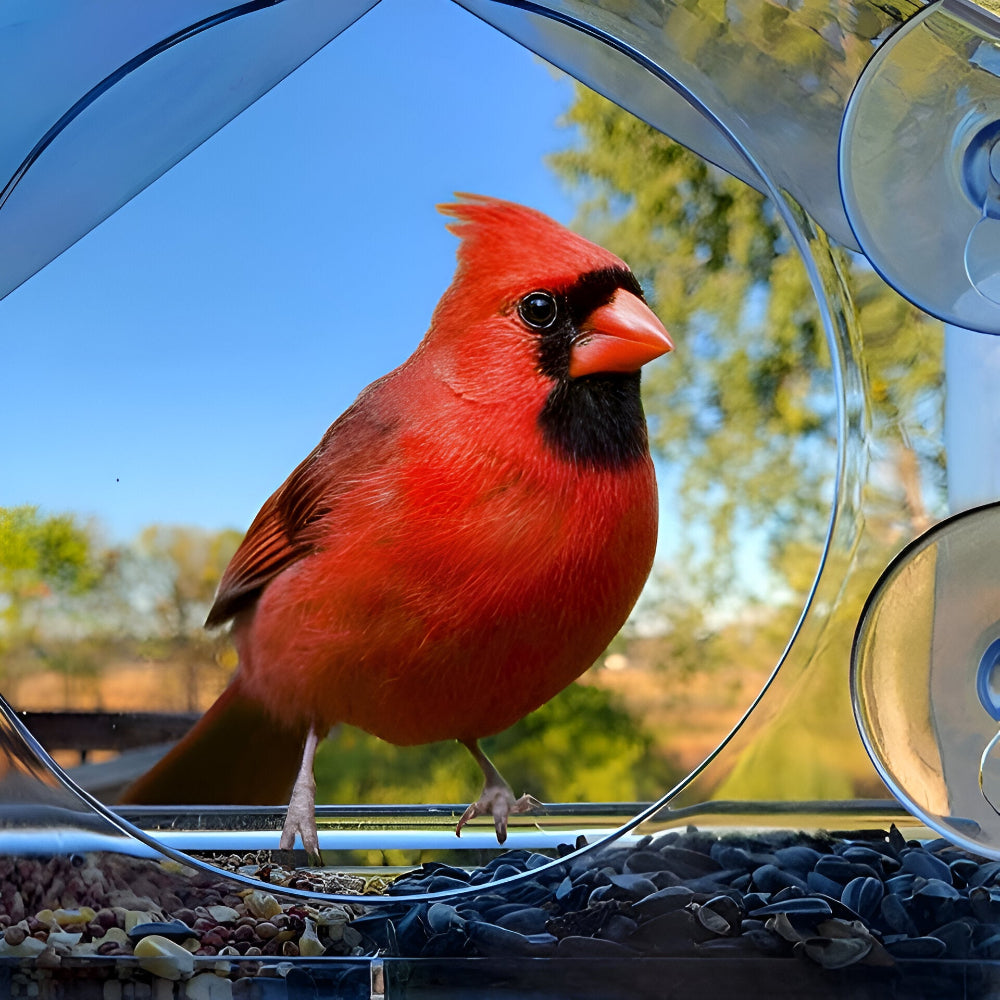 Transparenter Acryl-Vogelfutterkasten mit Saugnäpfen